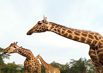 Image showing giraffes at national reserve or park in africa