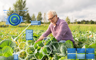 Image showing senior man growing white cabbage at farm