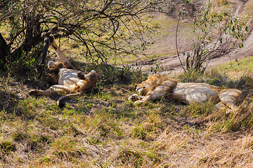 Image showing male lions resting in savannah at africa