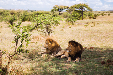 Image showing male lions resting in savannah at africa