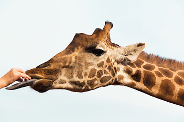 Image showing hand feeding giraffe in africa