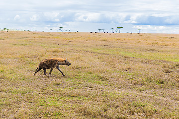 Image showing hyena hunting in savannah at africa