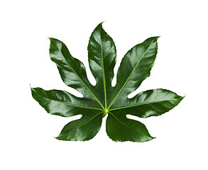 Image showing green leaves on white background