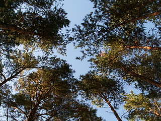 Image showing Sky in forest