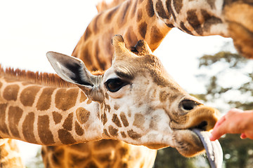 Image showing hand feeding giraffe in africa