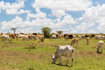 Image showing cows grazing in savannah at africa