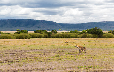 Image showing clan of hyenas in savannah at africa