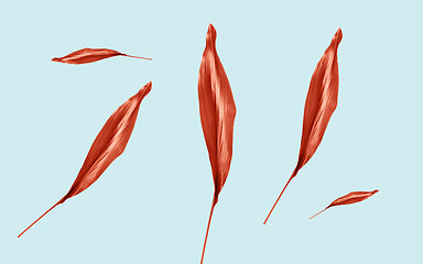 Image showing red leaves on blue background