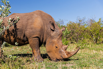 Image showing rhino grazing in savannah at africa