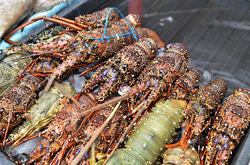 Image showing Fresh lobsters sold at night market in Kota Kinabalu