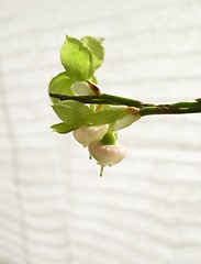 Image showing Branch /bilberry/