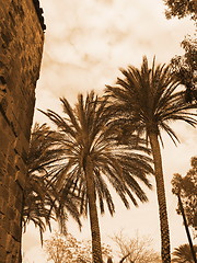 Image showing Palms and wallls