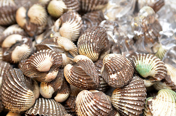 Image showing Super big cockles