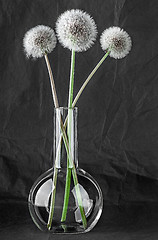 Image showing Three dandelion in laboratory flask