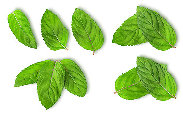 Image showing Fresh mint leaves