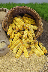 Image showing Maize