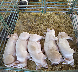 Image showing Dead Pigs