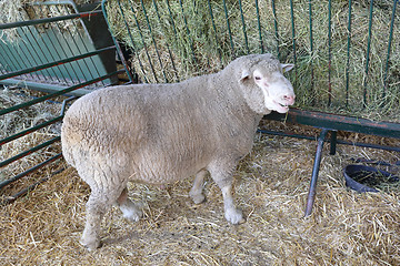 Image showing Sheep