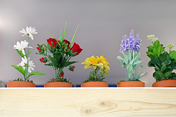 Image showing Flowers in Pots