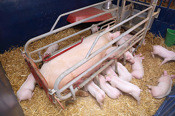 Image showing Pig Farming