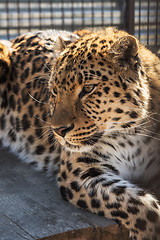 Image showing Portrait of the leopard