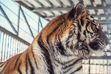 Image showing Portrait of the leopard