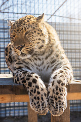 Image showing Portrait of the leopard