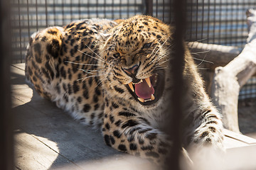 Image showing Portrait of the leopard