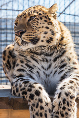 Image showing Portrait of the leopard