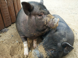 Image showing two small black pigs