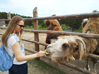 Image showing Young woman feed camel