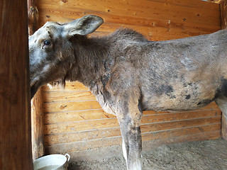 Image showing Sick elk at home