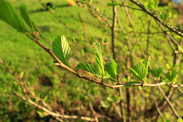 Image showing branch of alder in the spring