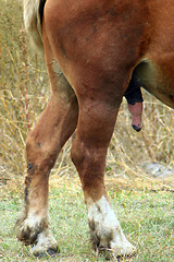 Image showing rear part of the horse with erection