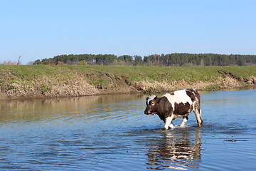 Image showing cow goes in the river