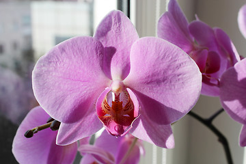 Image showing close up of pink orchid