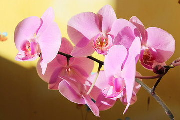 Image showing branch of blossoming pink orchid