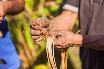 Image showing Farmer examining cardamom plant