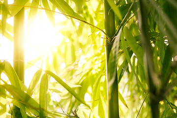 Image showing Bamboo shoots