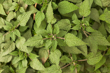 Image showing Green plants near Pokhara, Nepal