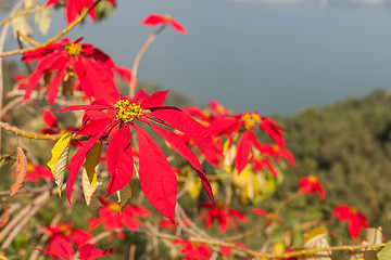 Image showing Poinsettia (Euphorbia pulcherrima)