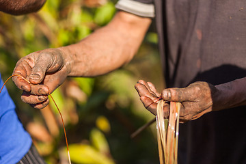 Image showing Farmer examining cardamom plant