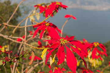 Image showing Poinsettia (Euphorbia pulcherrima)