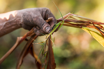 Image showing Farmer examining cardamom plant