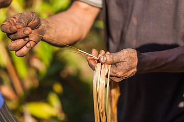 Image showing Farmer examining cardamom plant
