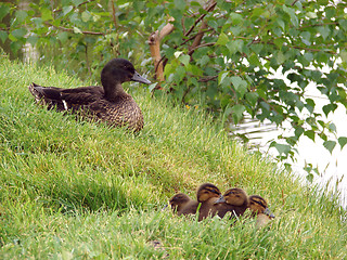 Image showing Ducks_1