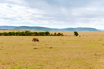 Image showing ostrich and other animals in savannah at africa