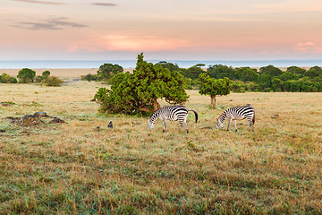 Image showing herd of zebras grazing in savannah at africa