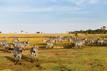 Image showing herd of zebras grazing in savannah at africa