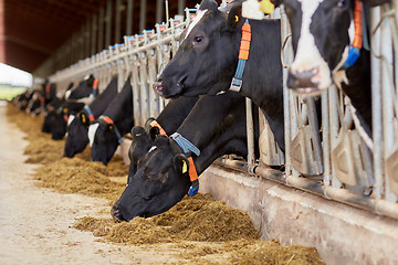 Image showing herd of cows eating hay in cowshed on dairy farm